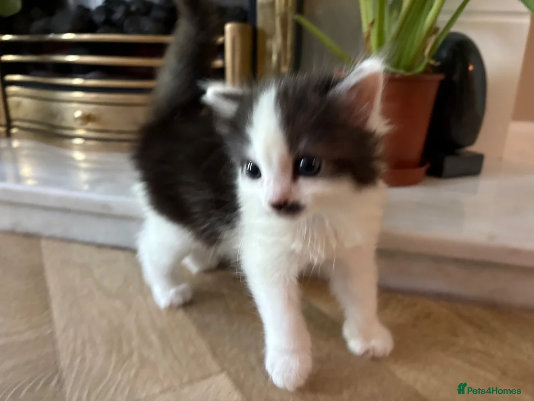 Mixed Breed cats for sale: Beautiful Kittens for sale in Reading - Advert 2