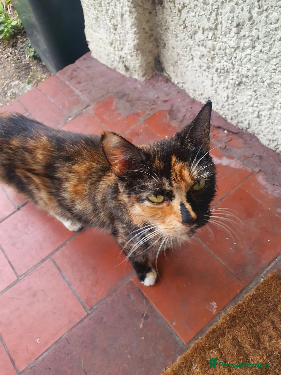Domestic Shorthair cats for sale: Kittens for sale - Advert 2