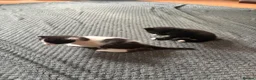 Mixed Breed cats for sale: Beautiful mixed breed kittens  - Advert 6