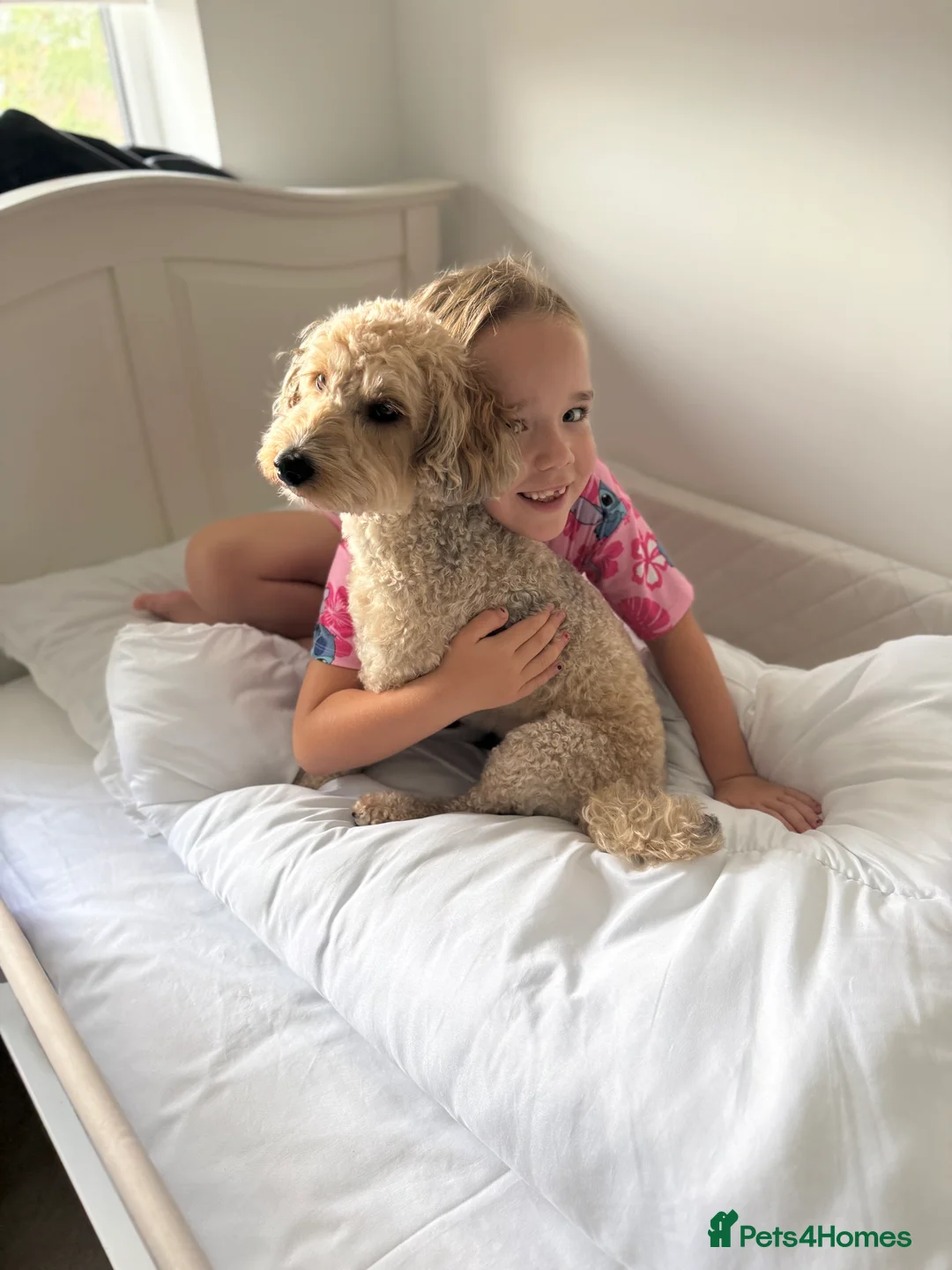 Mixed Breed dogs for sale: Tibetan Terrier Cross Puppies  - Advert 5