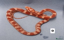 Corn Snake reptiles for sale: Corn Snake Morph Hatchling's  - Image 17