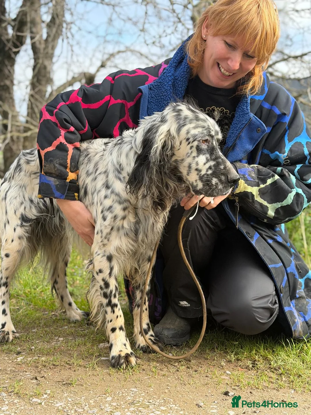 English Setter dogs for adoption: Bruno - Advert 3