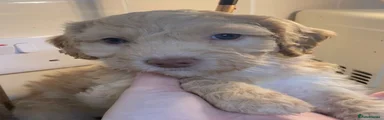 Cockapoo 2