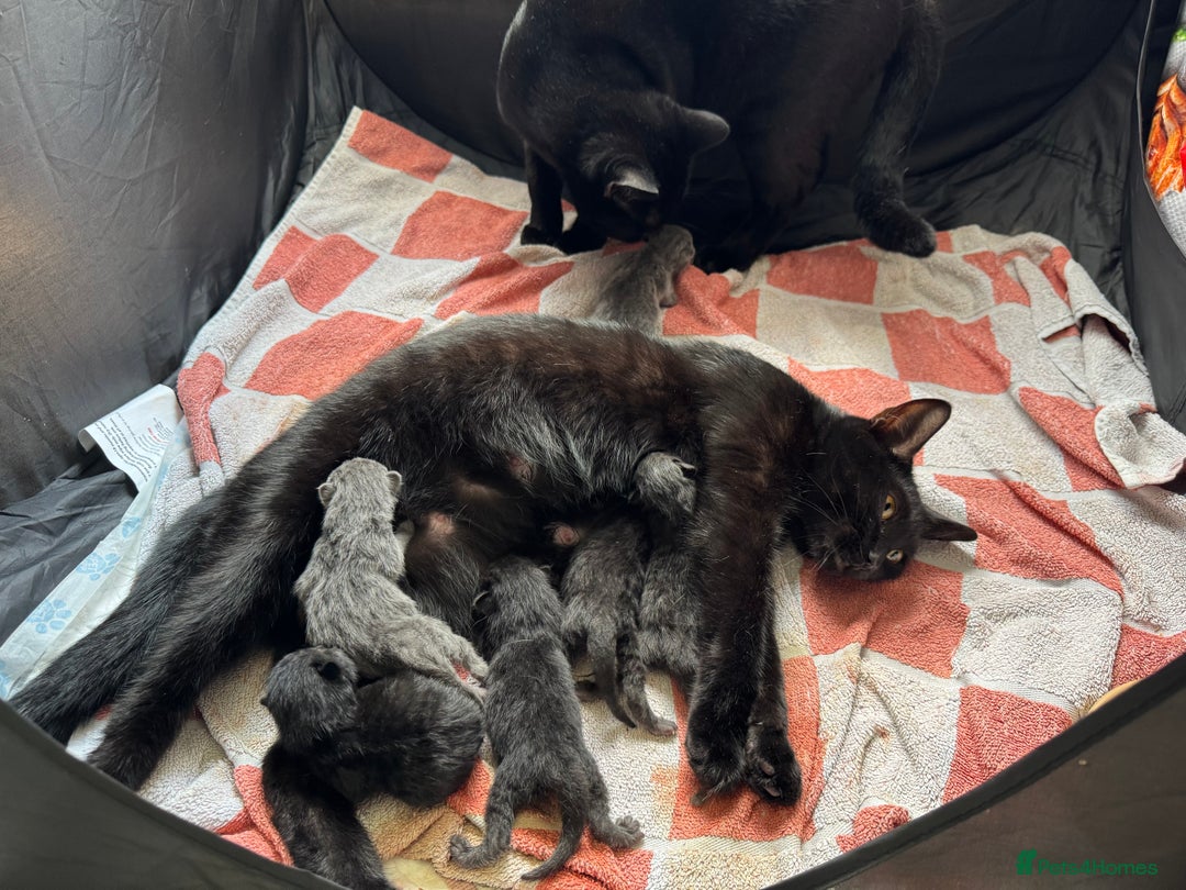 British Shorthair cats for sale: Female kittens  - Image 4