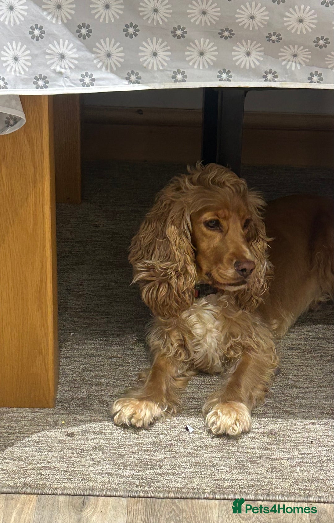 Cockapoo dogs for sale: Cockapoo (Male, 6) & Cocker Spaniel (Female, 2) - Advert 2