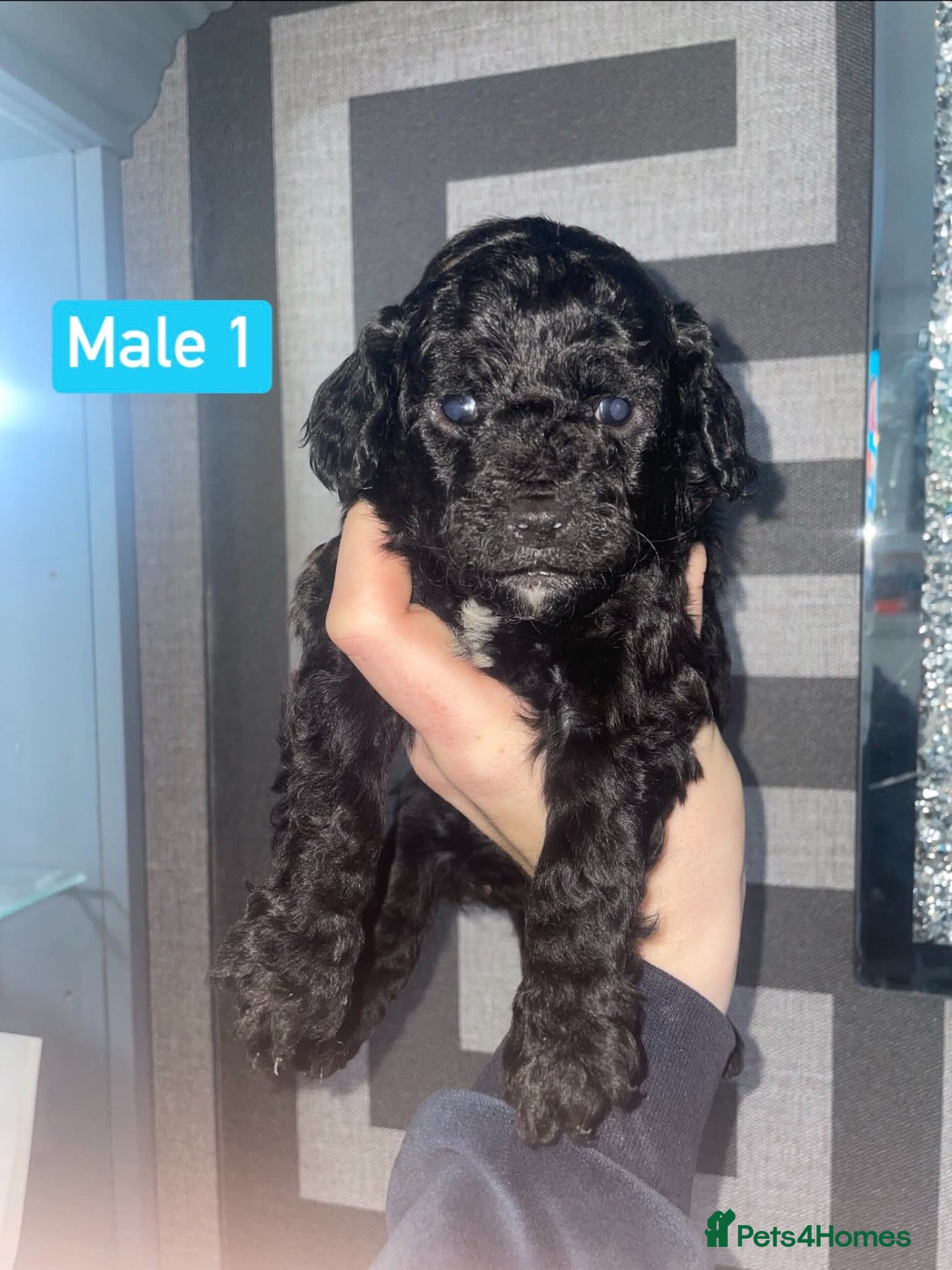 Cockapoo dogs 2 Males Available F1B Cockapoo Puppies  - Advert 1