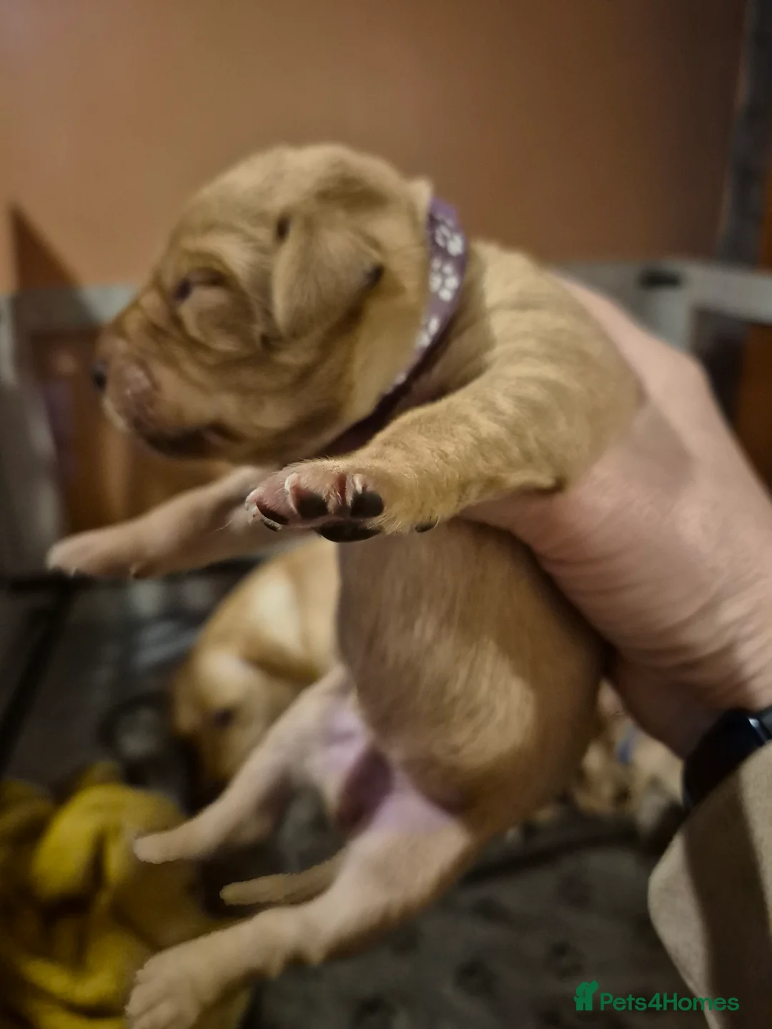 Labrador Retriever dogs for sale: Pedigree KC registered labrador pups. - Advert 12