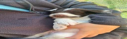 English Springer Spaniel dogs for sale: Gorgeous springer spaniel pups - Advert 8