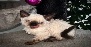 Selkirk Rex cats - Advert 6