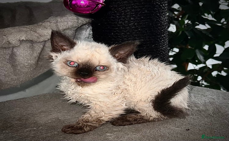 Selkirk Rex cats - Advert 1