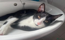 Mixed Breed cats for sale: Loveable boy needs a new family  - Image 7