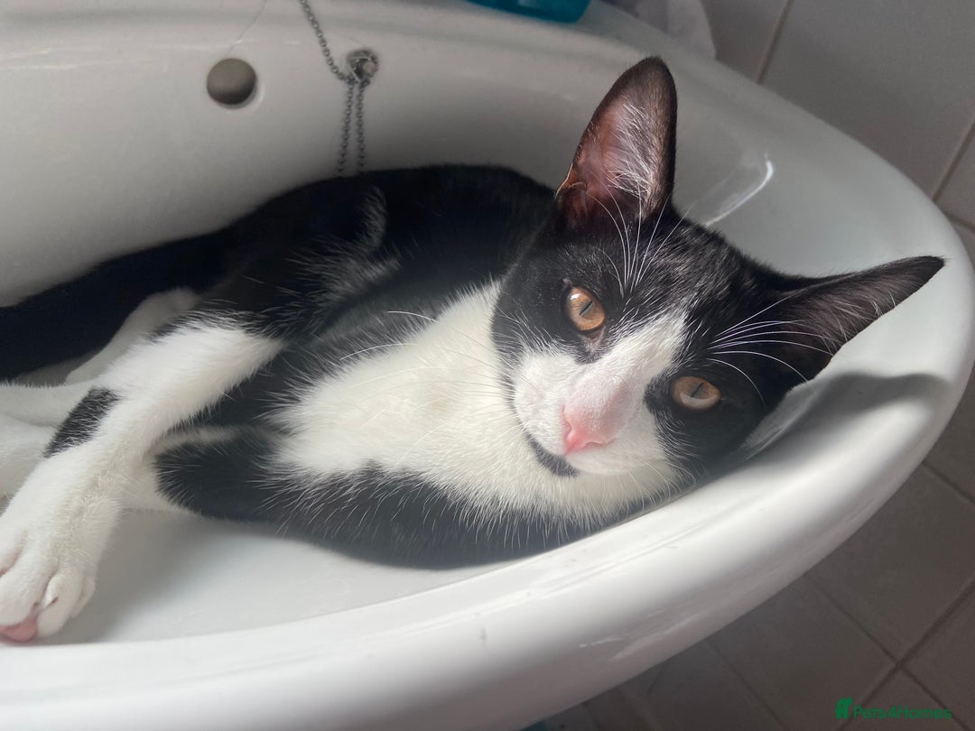 Mixed Breed cats for sale: Loveable boy needs a new family  - Image 7
