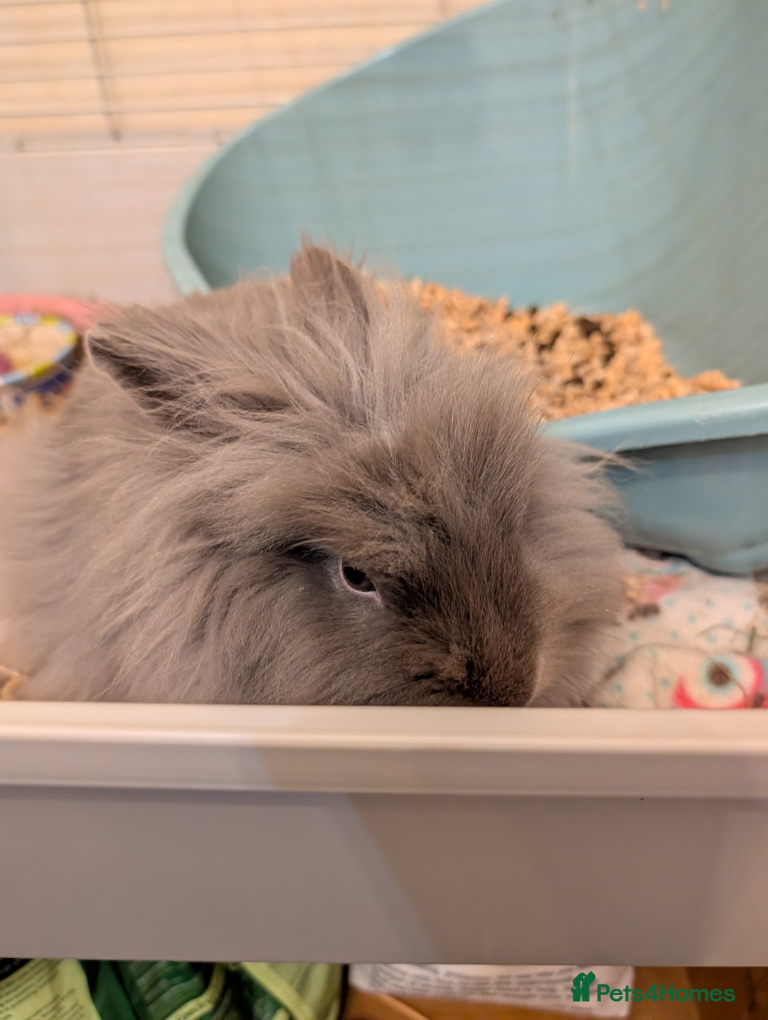 Lionhead rabbits for sale: Female mini double lionhead  - Advert 2