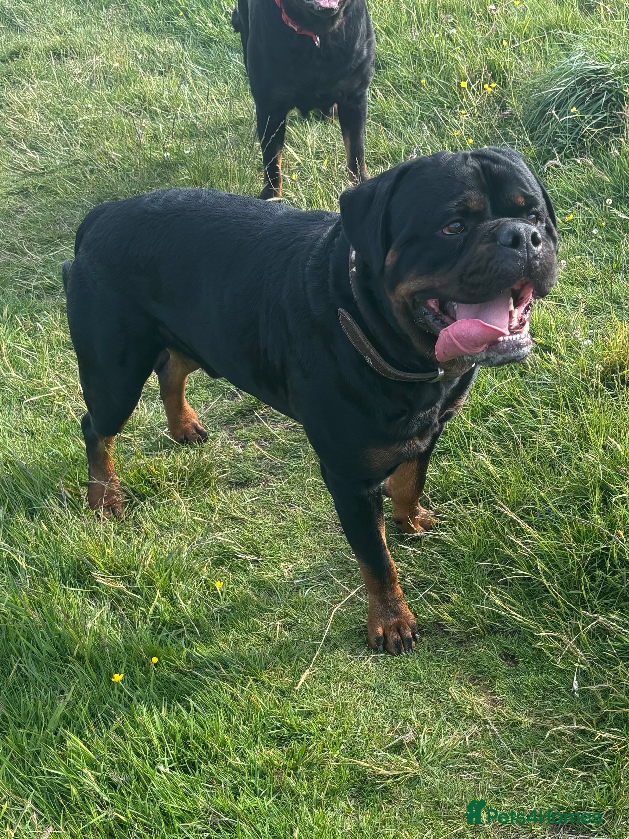 Rottweiler dogs Proven KC Rottweiler At Stud  in Bacup - Advert 14