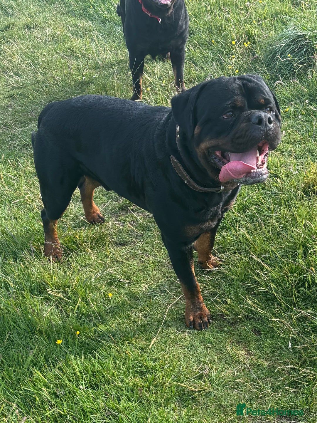 Rottweiler dogs for stud: Proven KC Rottweiler At Stud  in Bacup - Image 4