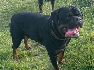 Rottweiler dogs Proven KC Rottweiler At Stud in Bacup - Advert 9