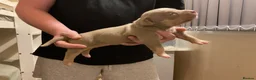 American Bully dogs for sale: Pocket Bully Puppies in Coventry - Advert 15