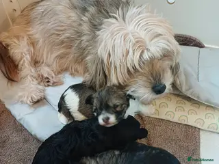 Mixed Breed dogs Ready now Asian poodle type chorkiepoo toy breed. - Advert 1