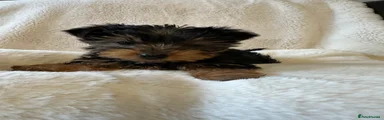 Yorkshire Terrier Puppy 1