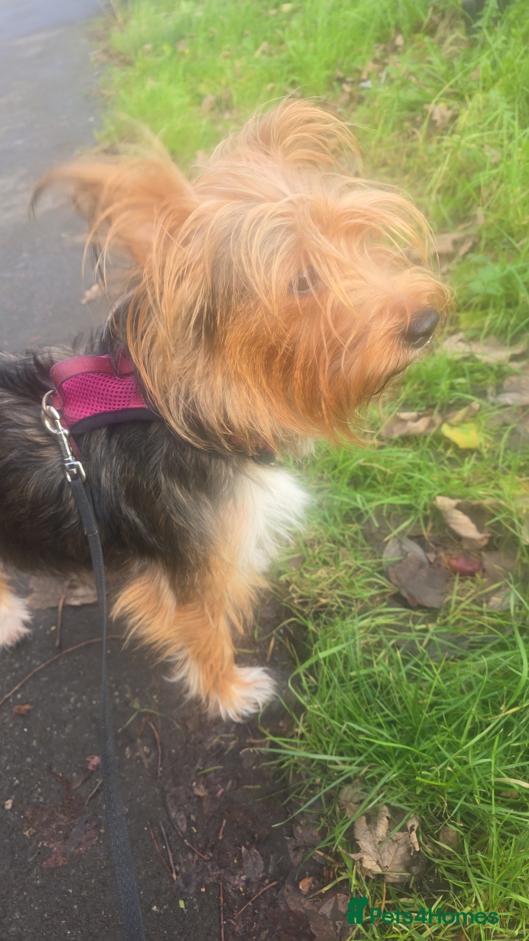 Mixed Breed dogs for sale: Yorkshire terier puppys - Advert 8