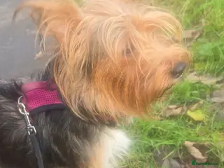 Mixed Breed dogs Yorkshire terier puppys - Advert 4