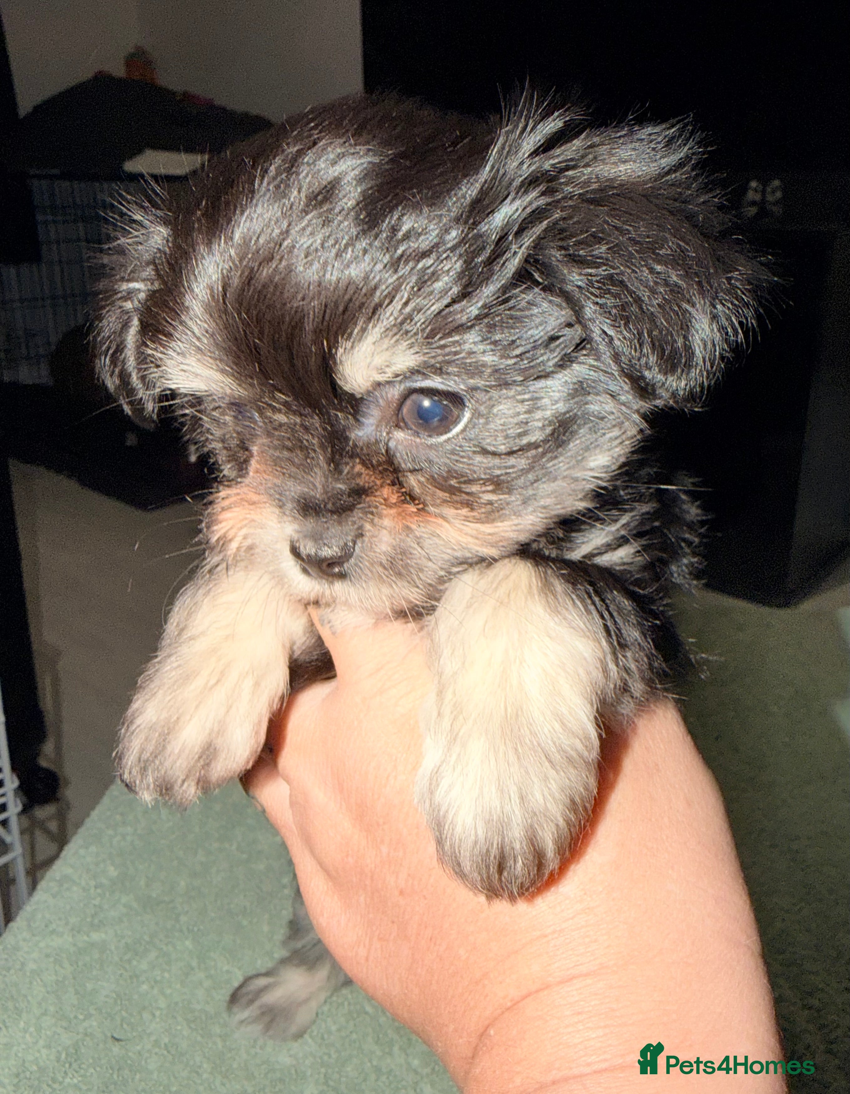 Mixed Breed dogs Malchi puppies (tiny) - Advert 3