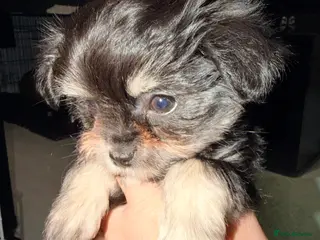 Mixed Breed dogs Malchi puppies (tiny) - Advert 3