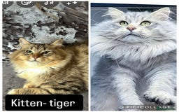 Siberian cats for sale: Health tested female kitten  - Image 1