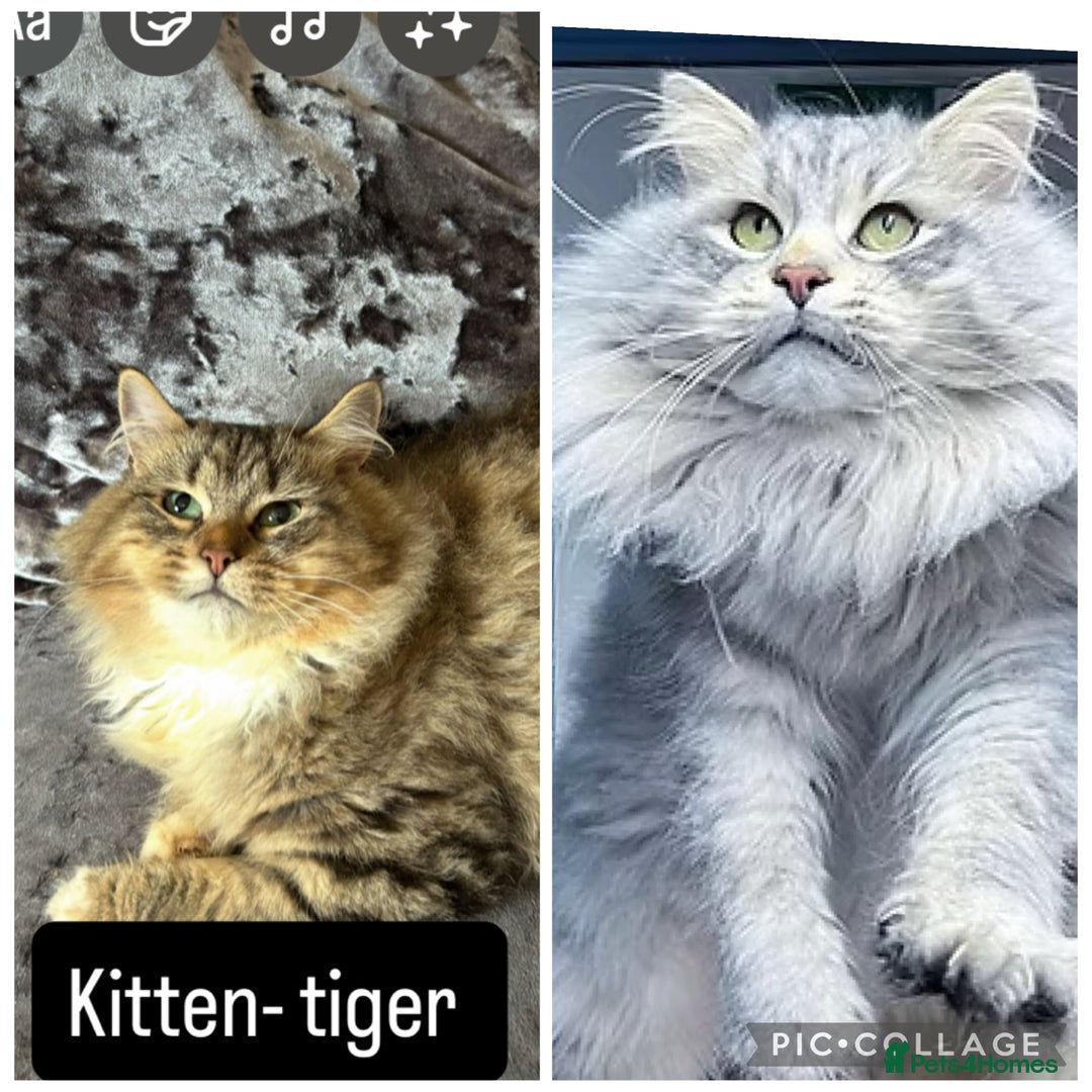 Siberian cats for sale: Health tested female kitten  - Image 1
