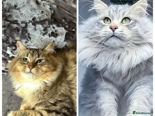 Siberian cats - Advert 3