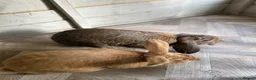 Mixed Breed rabbits for sale: A pair of neutered male rabbits  - Advert 10