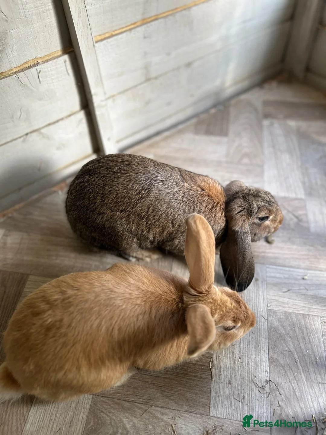 Mixed Breed rabbits for sale: A pair of neutered male rabbits  - Advert 10