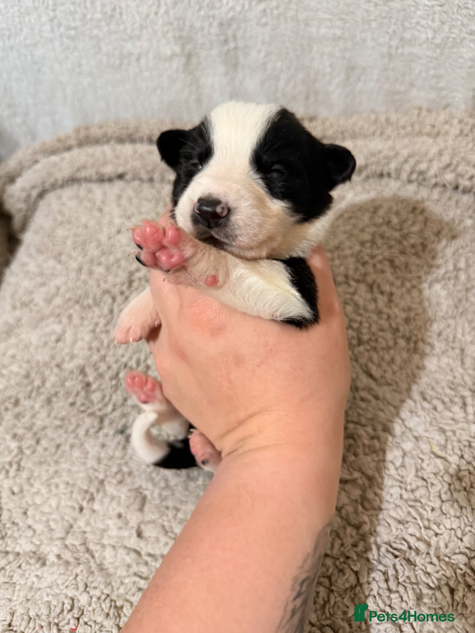 Mixed Breed dogs 🐾✨Stunning Border Collie x Blue Heeler Puppies✨🐾 - Advert 7