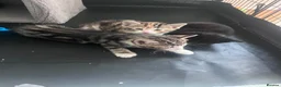 Mixed Breed cats for sale: 5 adorable kittens  - Advert 15