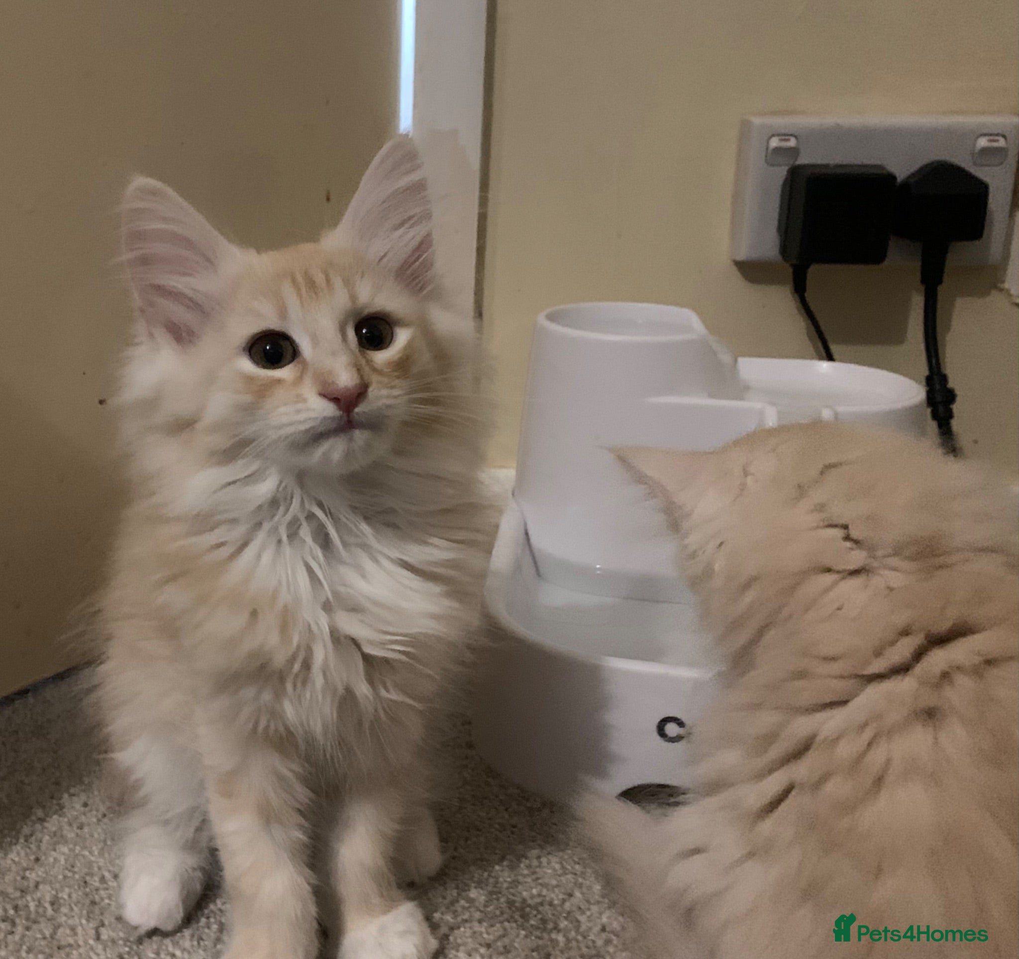 Maine Coon cats Beautiful Maine Coon x kittens - Advert 1