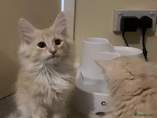 Maine Coon cats Beautiful Maine Coon x kittens - Advert 1