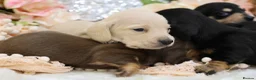 Miniature Dachshund dogs for sale: KC Miniature Dachshund Puppies - Advert 5