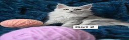 Maine Coon cats for sale: Shaded kittens  - Advert 6