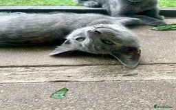 Domestic Shorthair cats for sale: Last 2 kittens available.  - Image 5