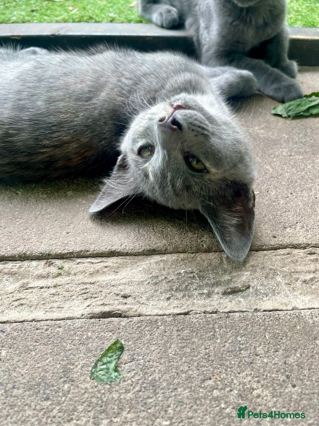 Domestic Shorthair cats for sale: Last 2 kittens available.  - Image 5
