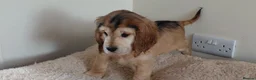 Cocker Spaniel dogs for sale: READY TO LEAVE working cocker spaniel pups - Advert 6