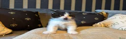 British Shorthair cats for sale: Grand champion sired - Advert 13