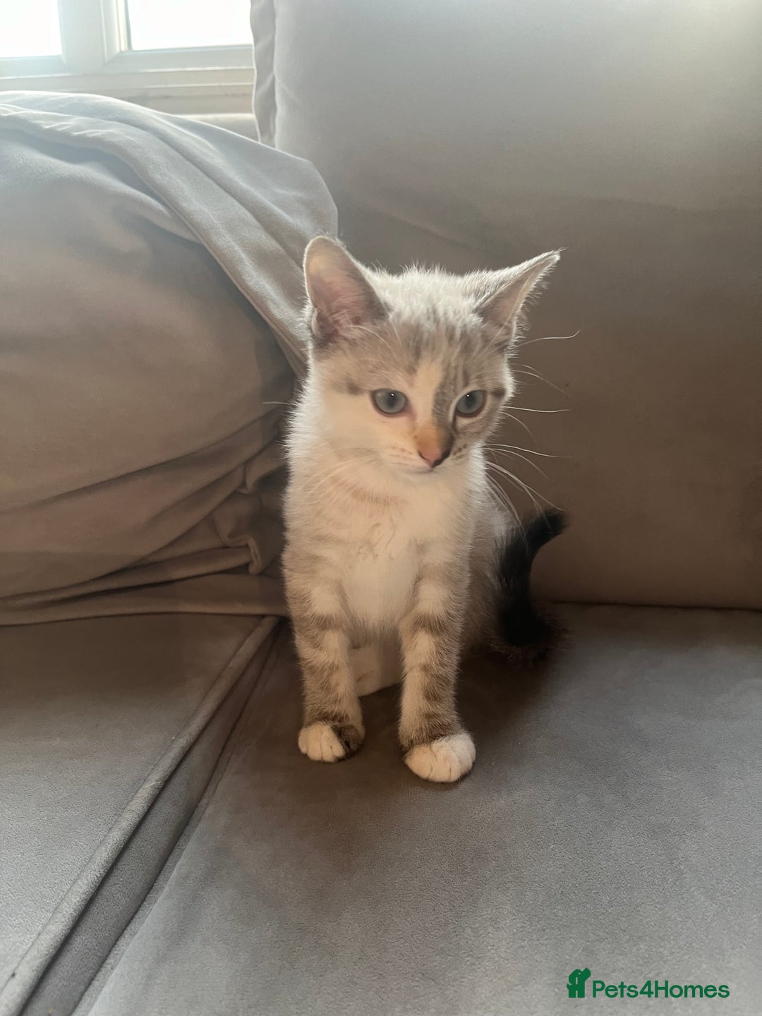 Ragdoll cats for sale: 2 half ragdoll kittens  - Advert 7