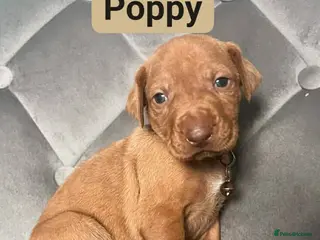 Hungarian Vizsla dogs Extra Ordinary Beautiful Hungarian Vizsla - Advert 4