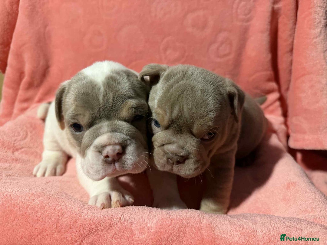 Olde English Bulldogge dogs for sale: The best Old English Bulldogge  - Advert 14