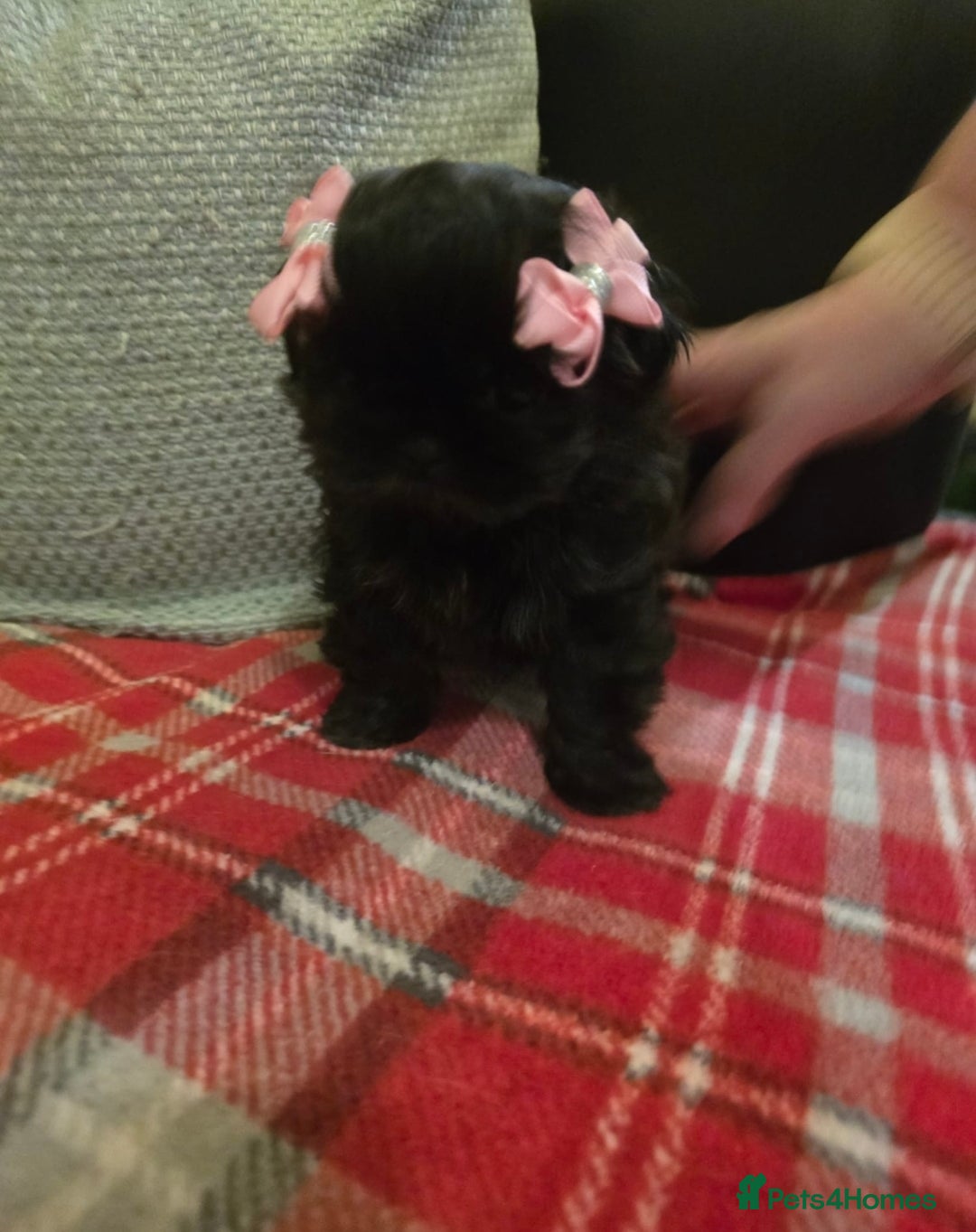 Shih Tzu dogs for sale: Imperial shihtzu  - Advert 2