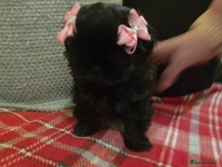 Shih Tzu dogs Imperial shihtzu - Advert 6