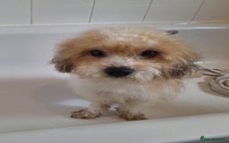 Shihpoo dogs for sale: Shihpoo female 5 years old - Advert 1