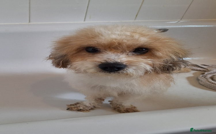 Shihpoo dogs Shihpoo female 5 years old - Advert 1