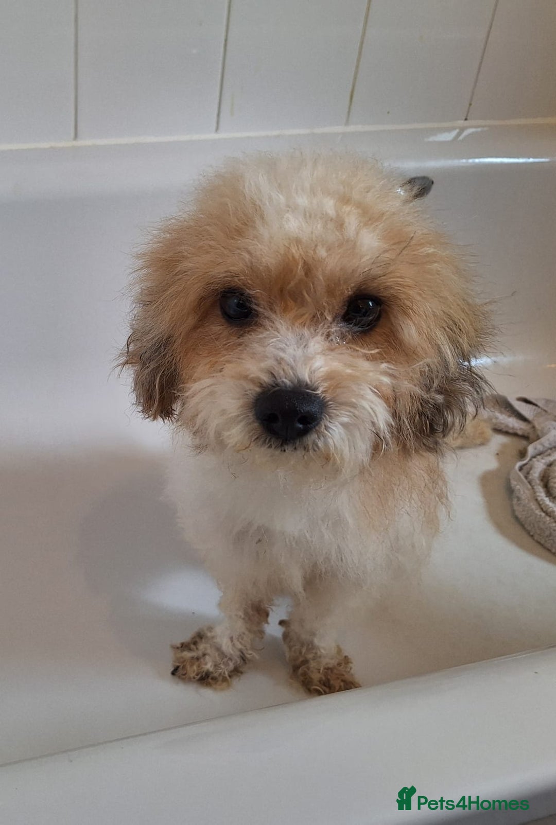 Shihpoo dogs for sale: Shihpoo female 5 years old - Advert 1